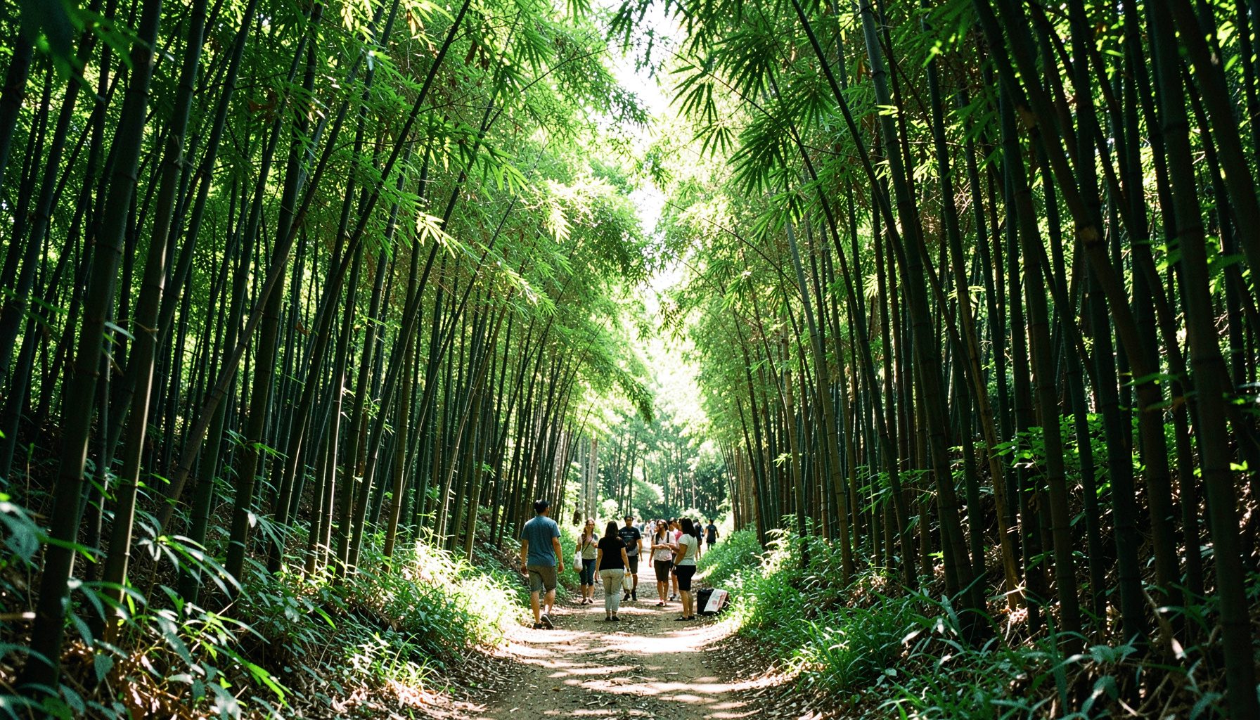 A lush forest trail in Xitou with tall bamboo groves and dappled sunlight filtering through the canopy, evoking a calm outdoor gathering atmosphere.